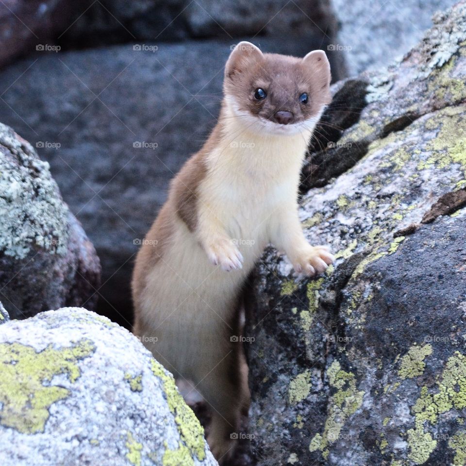 Curious weasel