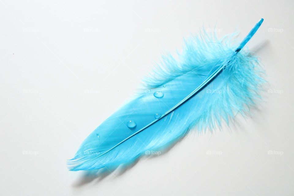 Blue feather 💙