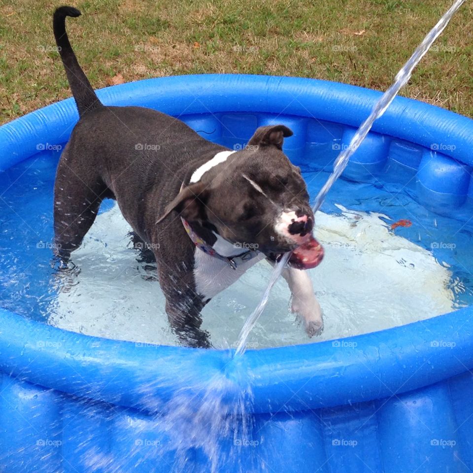 Playing in the water