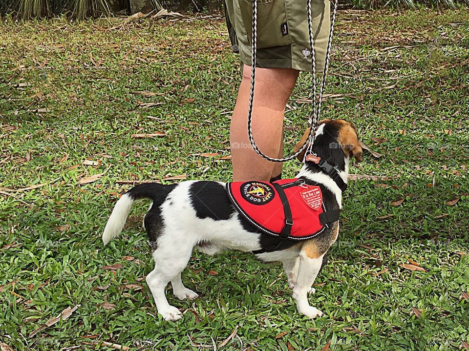 Man and his well trained therapy dog.