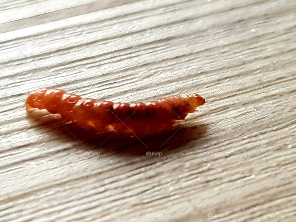 Little red worm on the floor