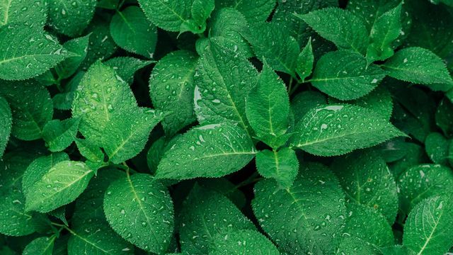 Naturel Green leaf