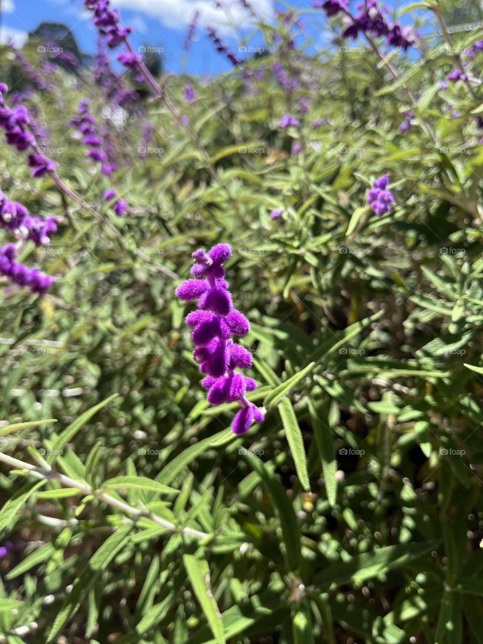 Spring purple flowers 