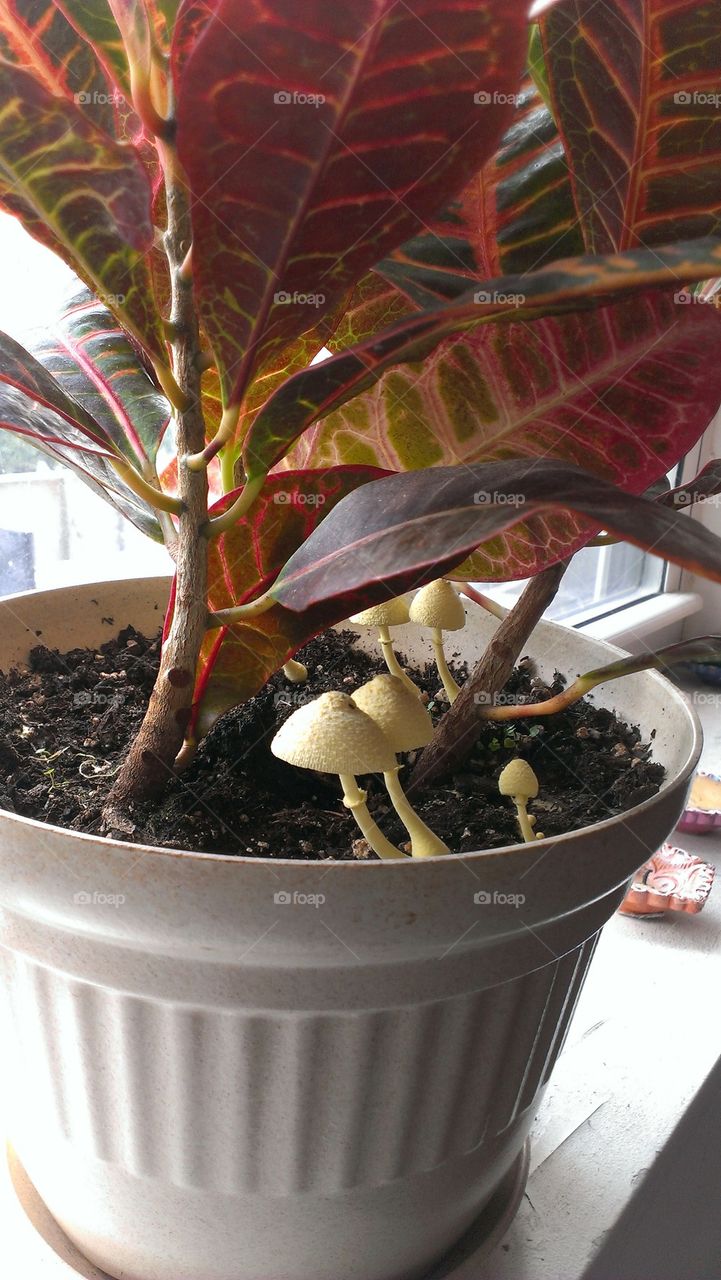 house Croton plant with mushrooms