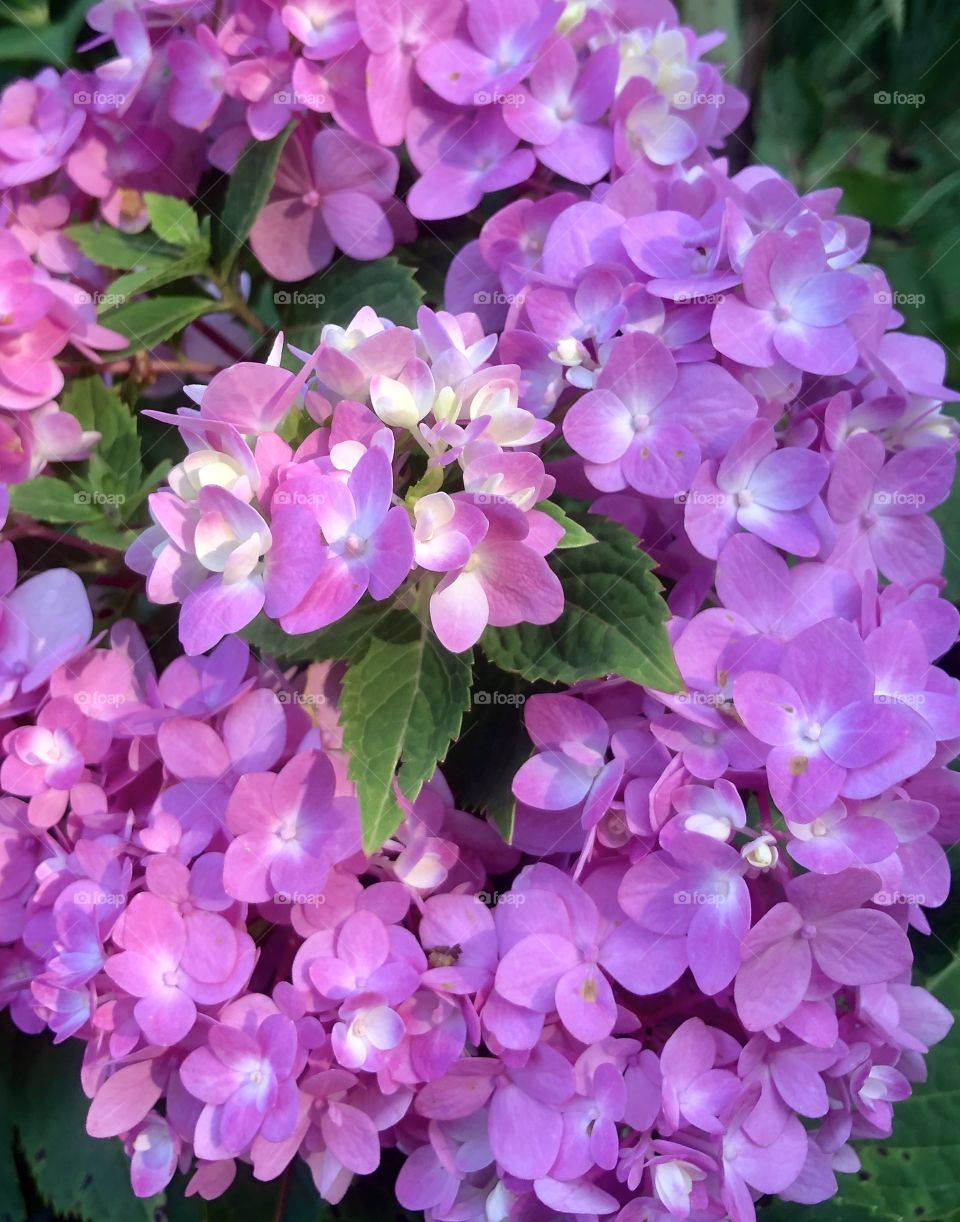 Morning light illuminating pink hydrangea in bloom 