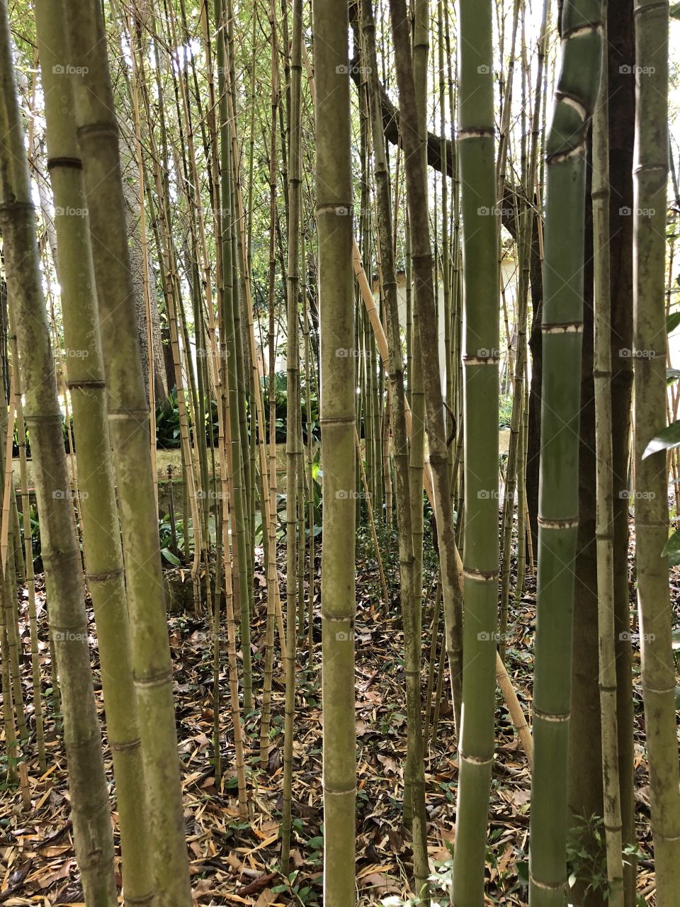 Lucky bamboo 