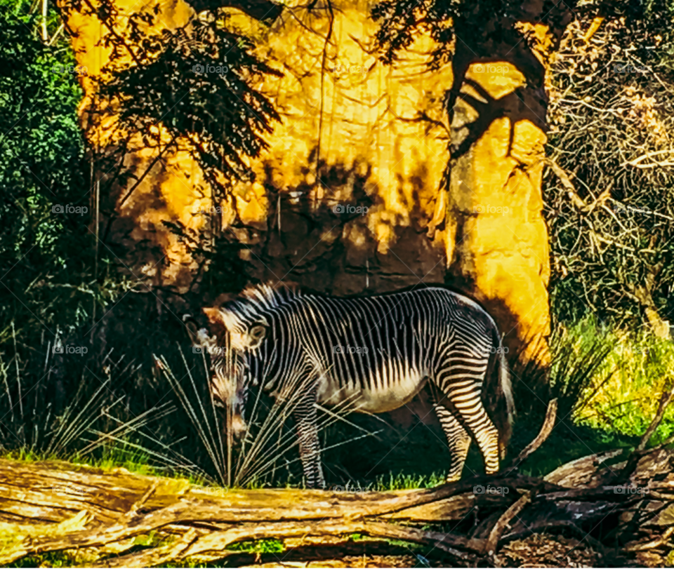 Zebra Looking 