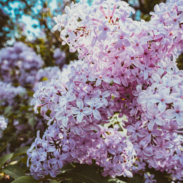 Lilac
