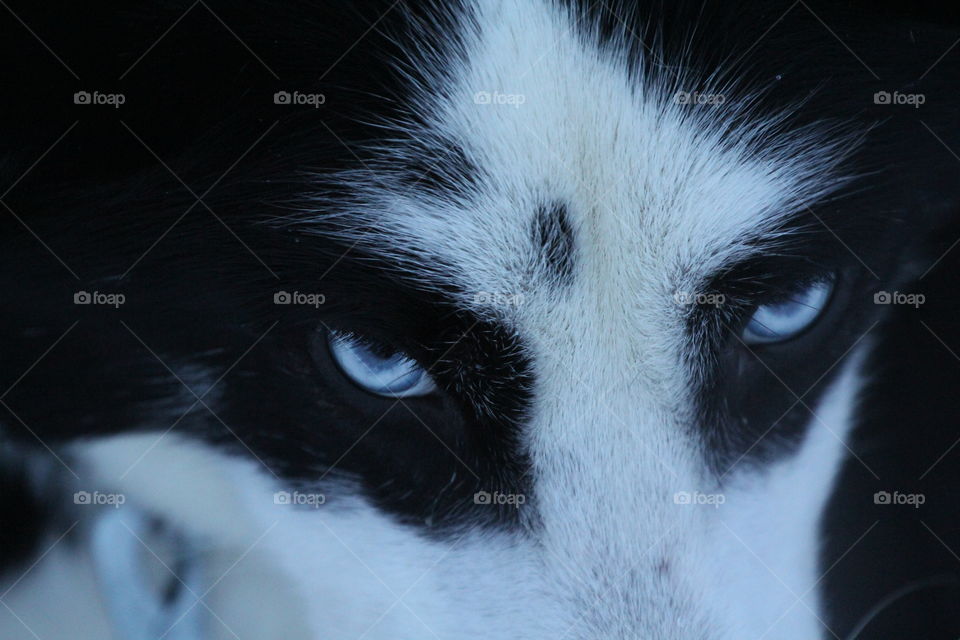 Black and white Husky with blue eyes, close up image of eyes