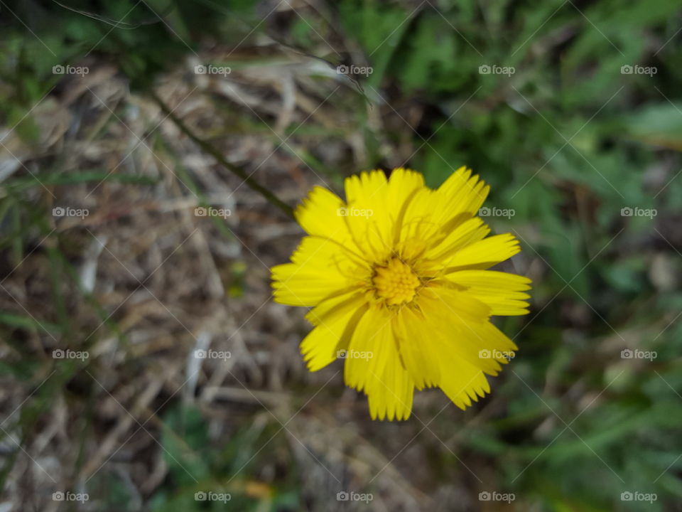 dandelion