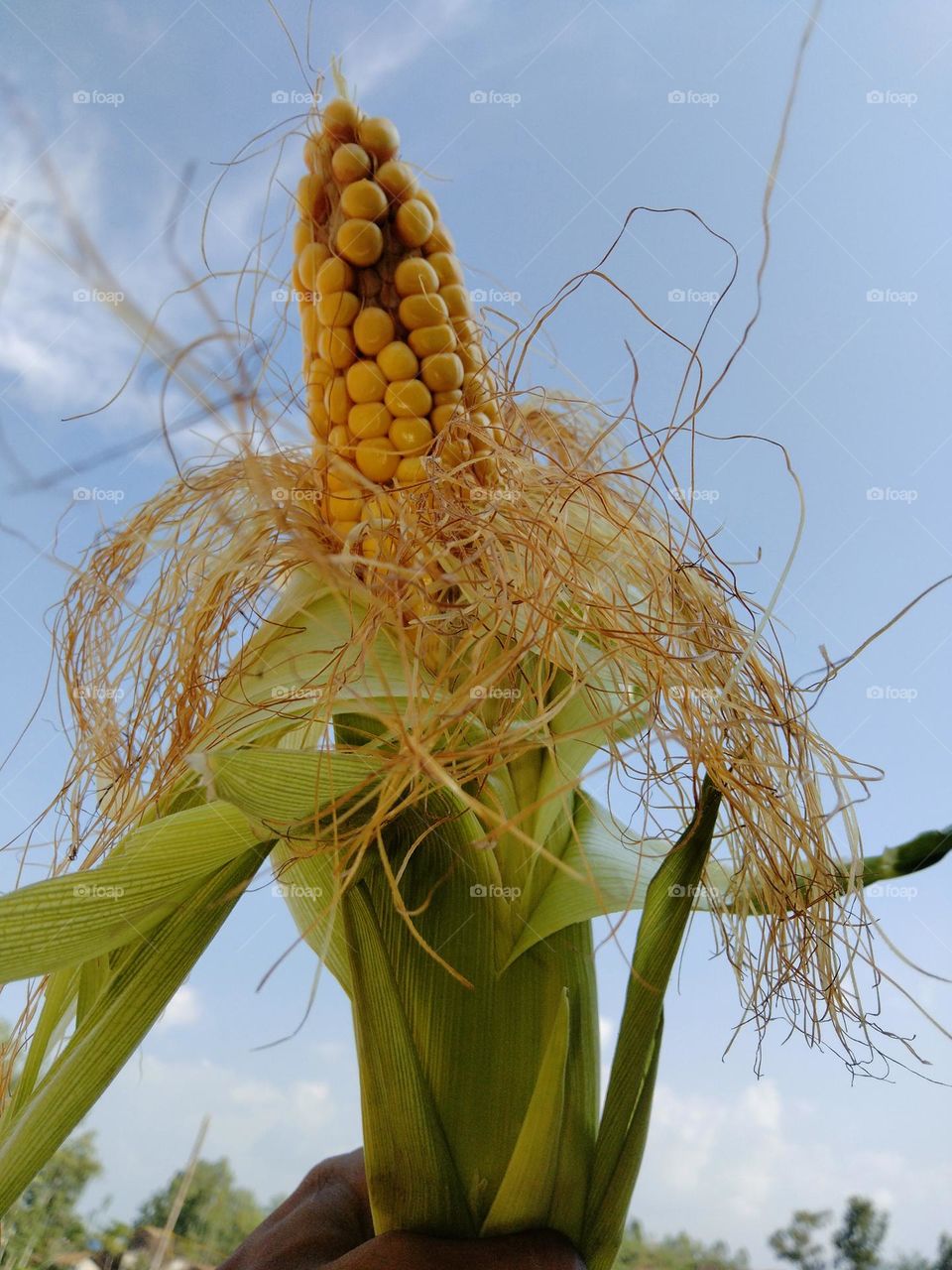 I am student please support me.