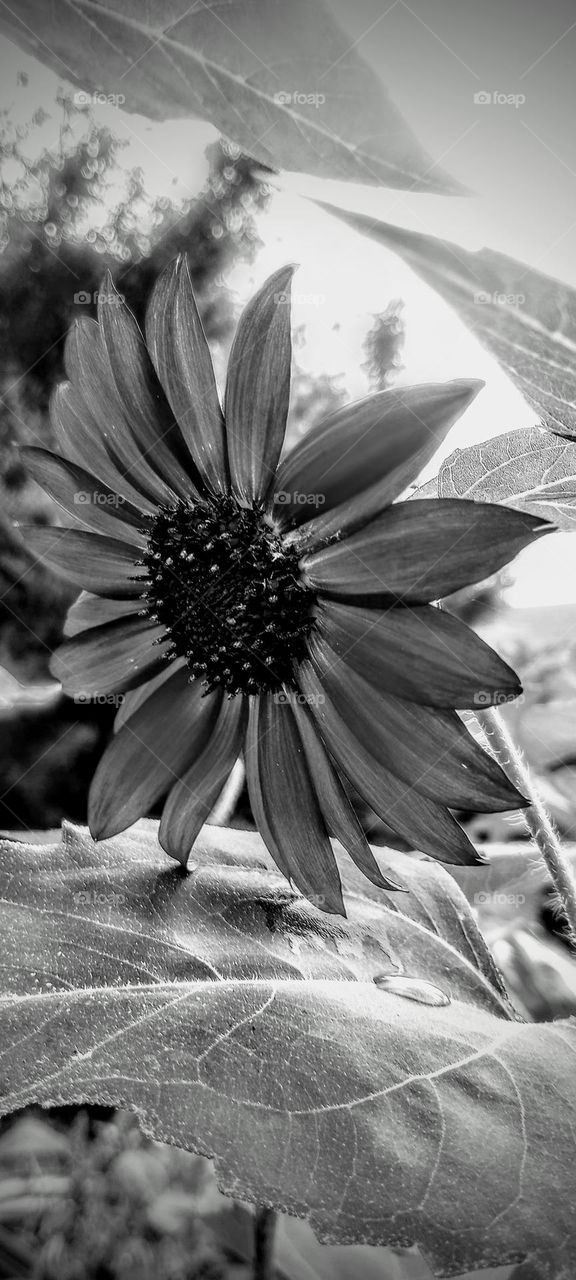 Black and White of Sunflower