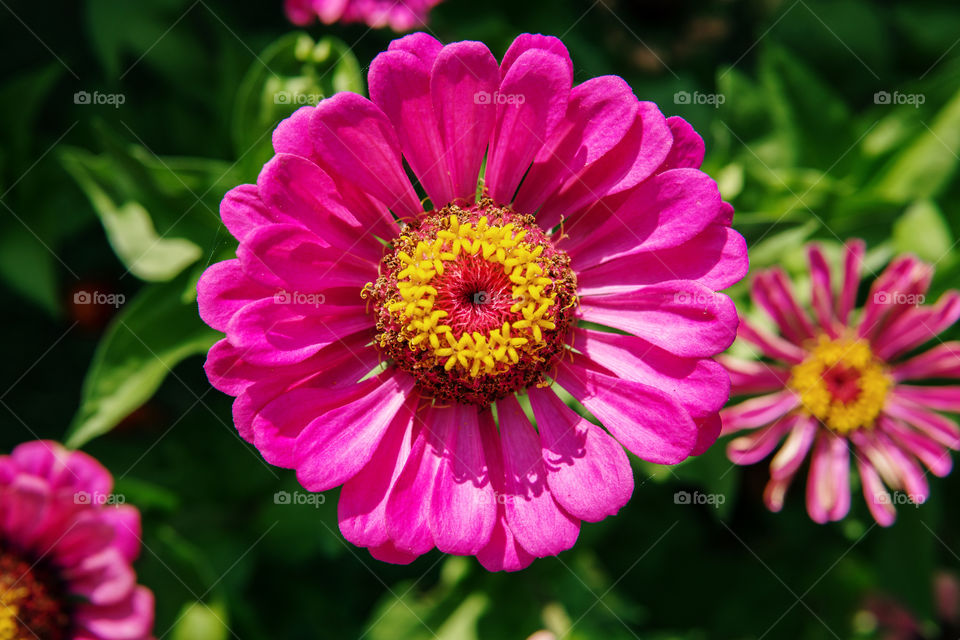 Poertrait of a pink flower