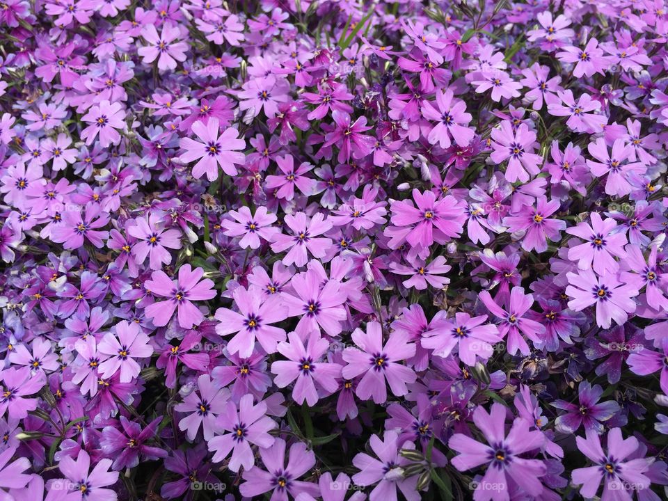 Phlox