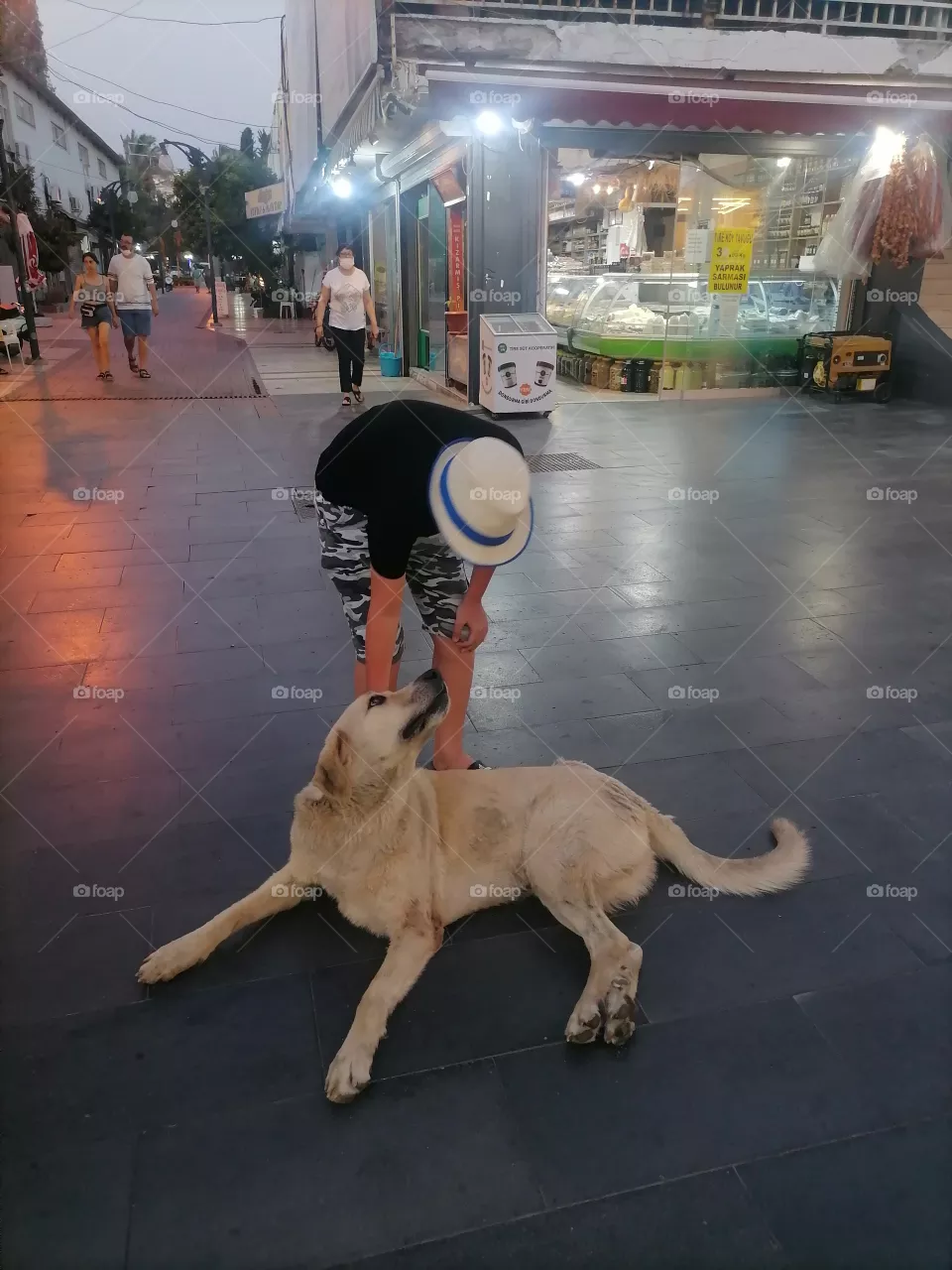 Dog love