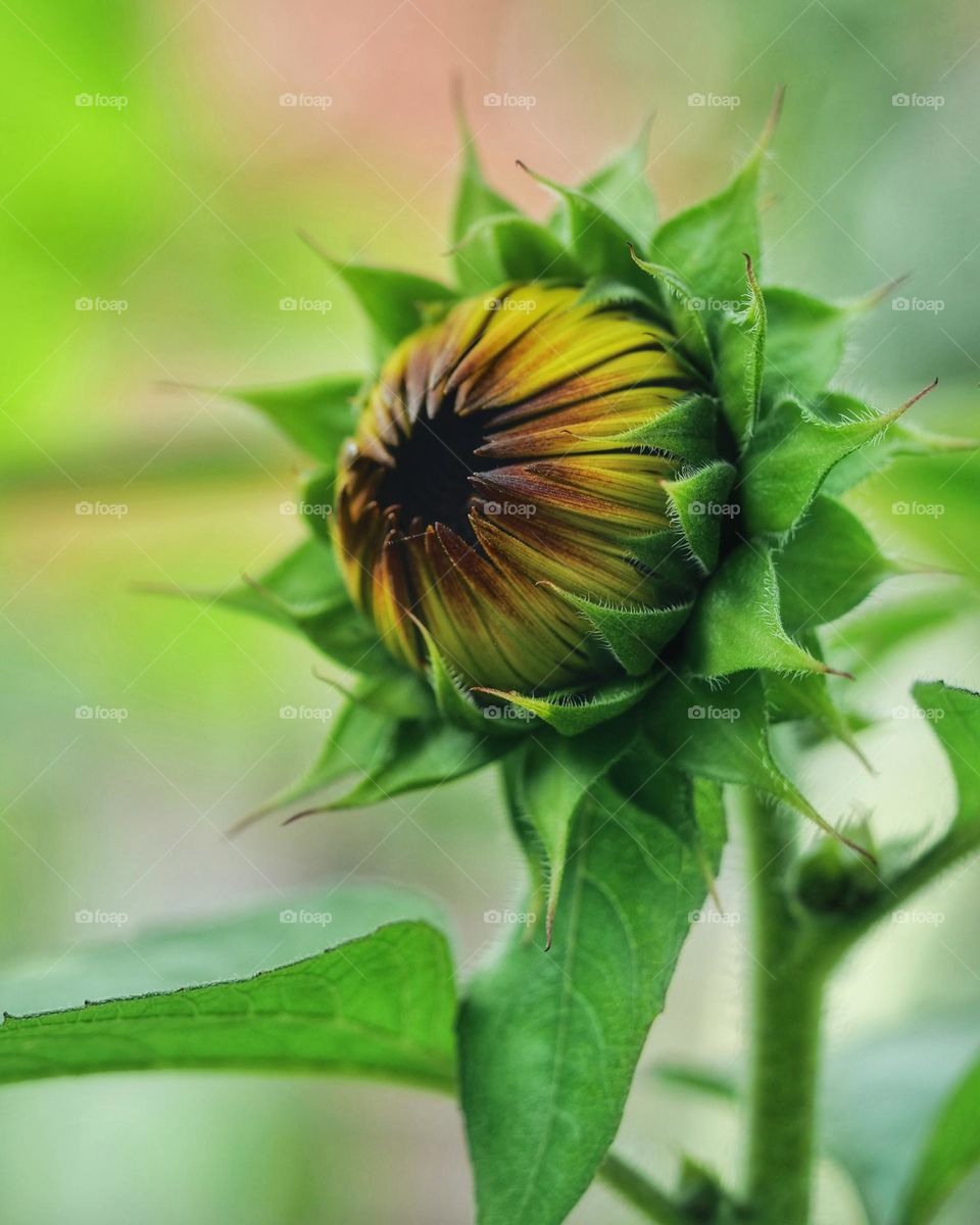 Sunflower bud