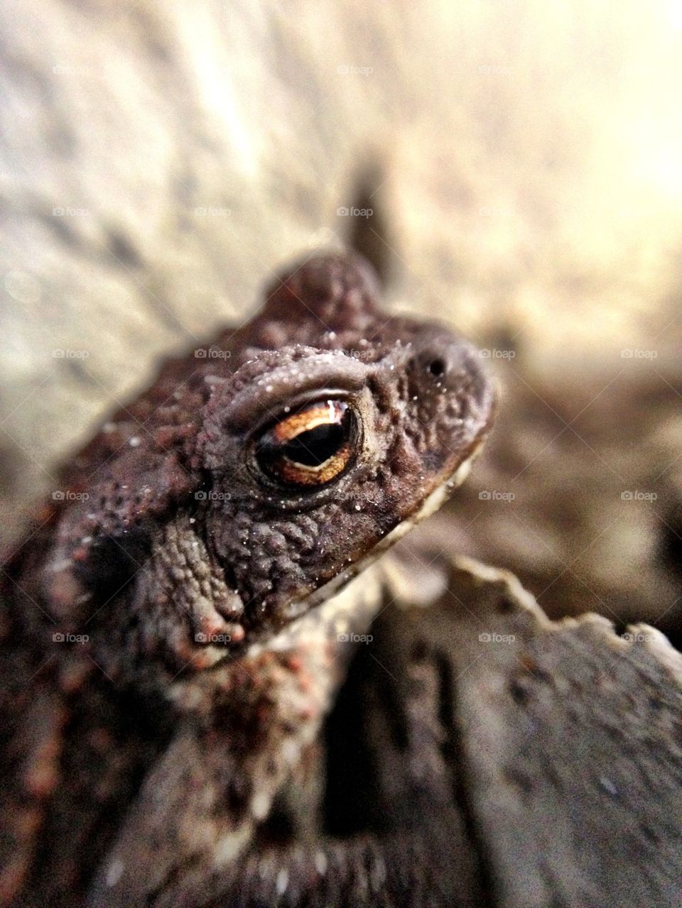 Bufo Bufo