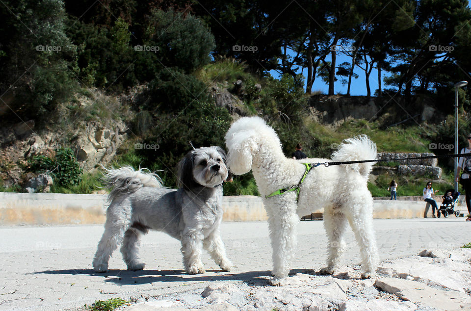 Spring walk with your dog