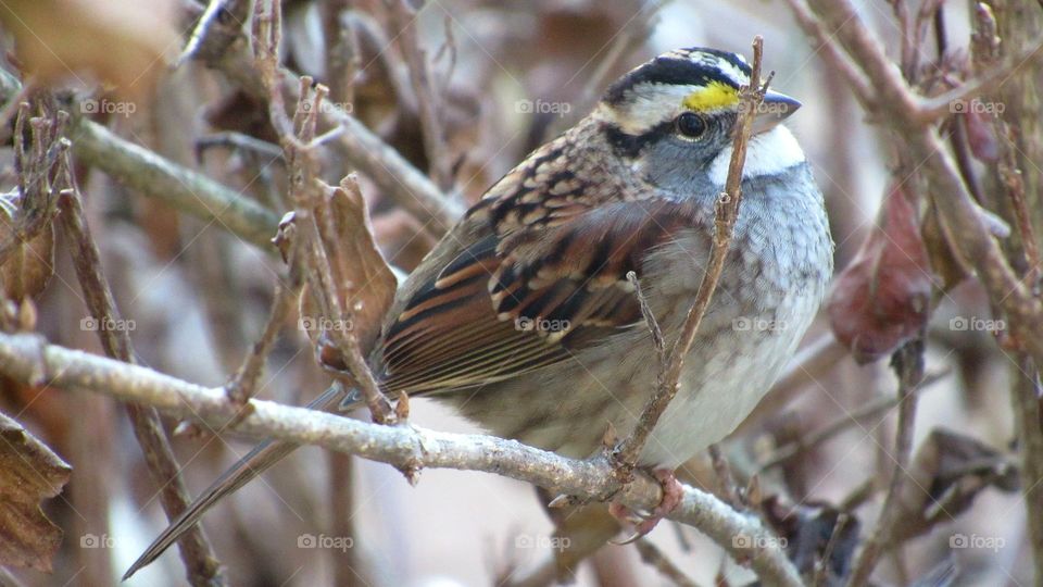 White - throated Sparrow
