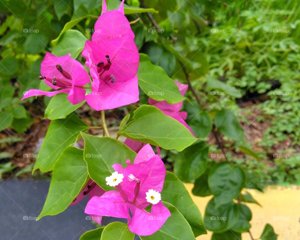 Purple flower on the park