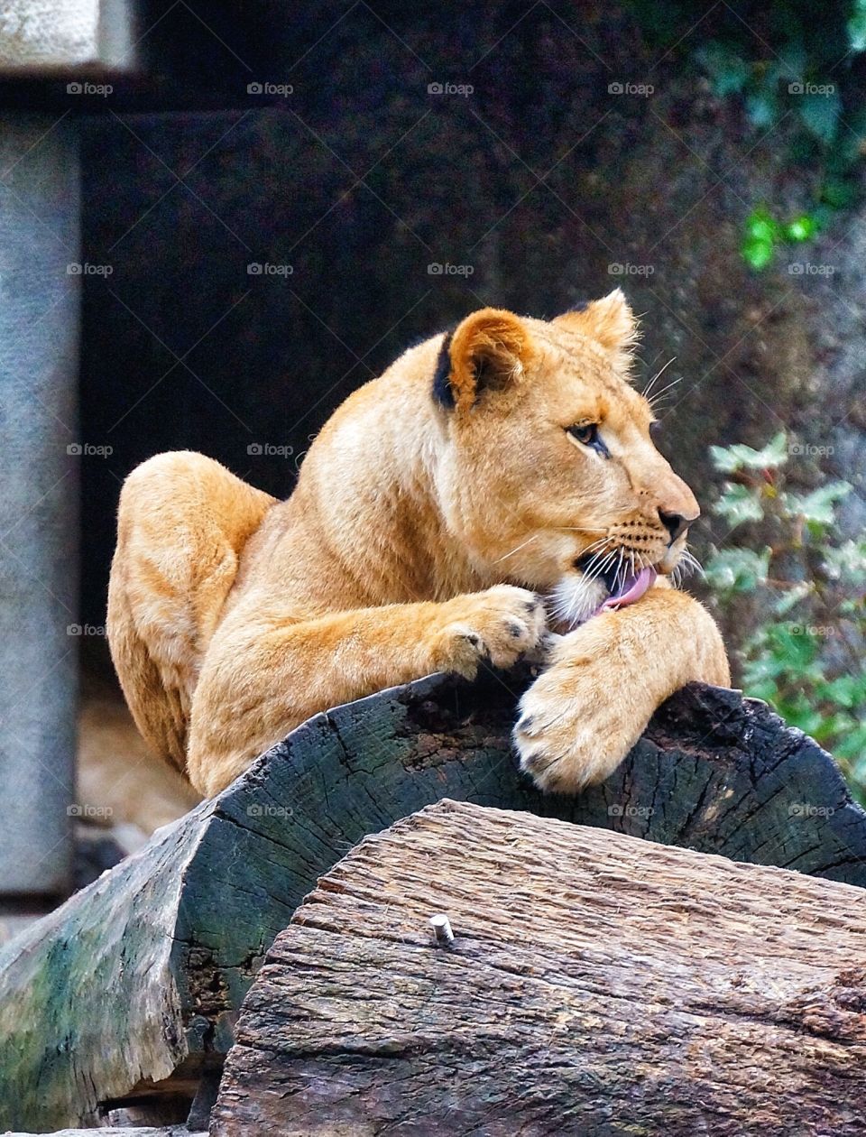 Amsterdam zoo lion's den