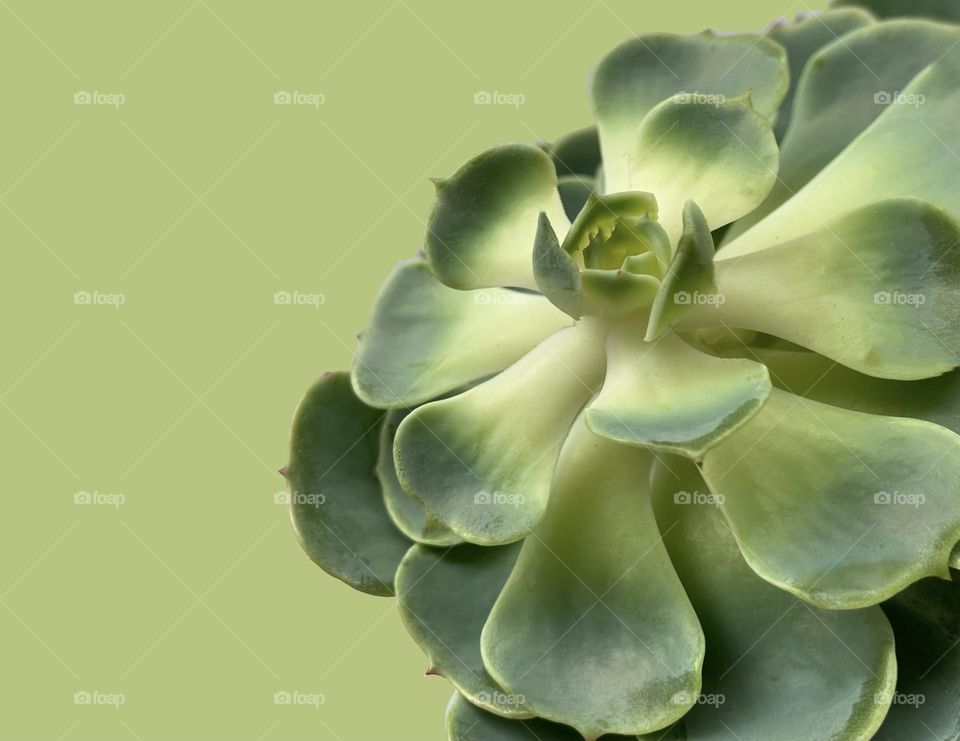 Backgrounds, copy space, succulent against green background 