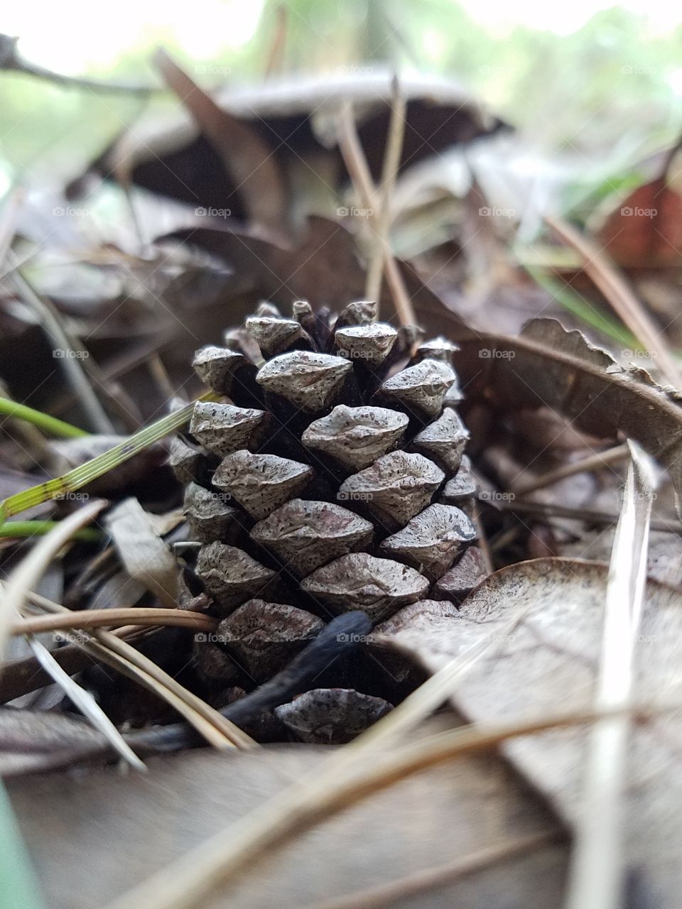 pinecone with mushroom in the background