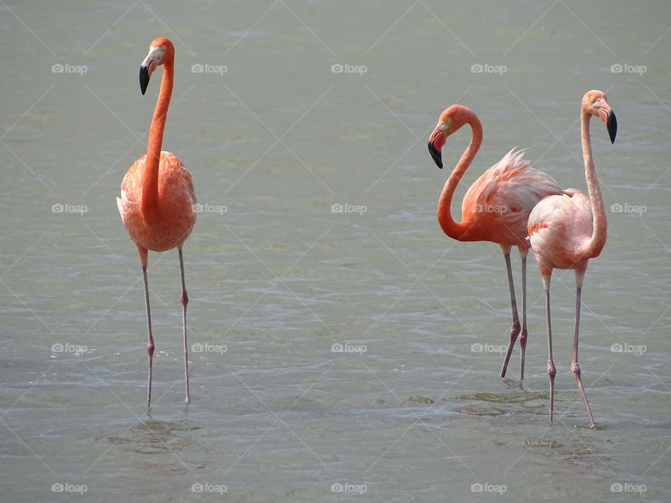 Three flamingos