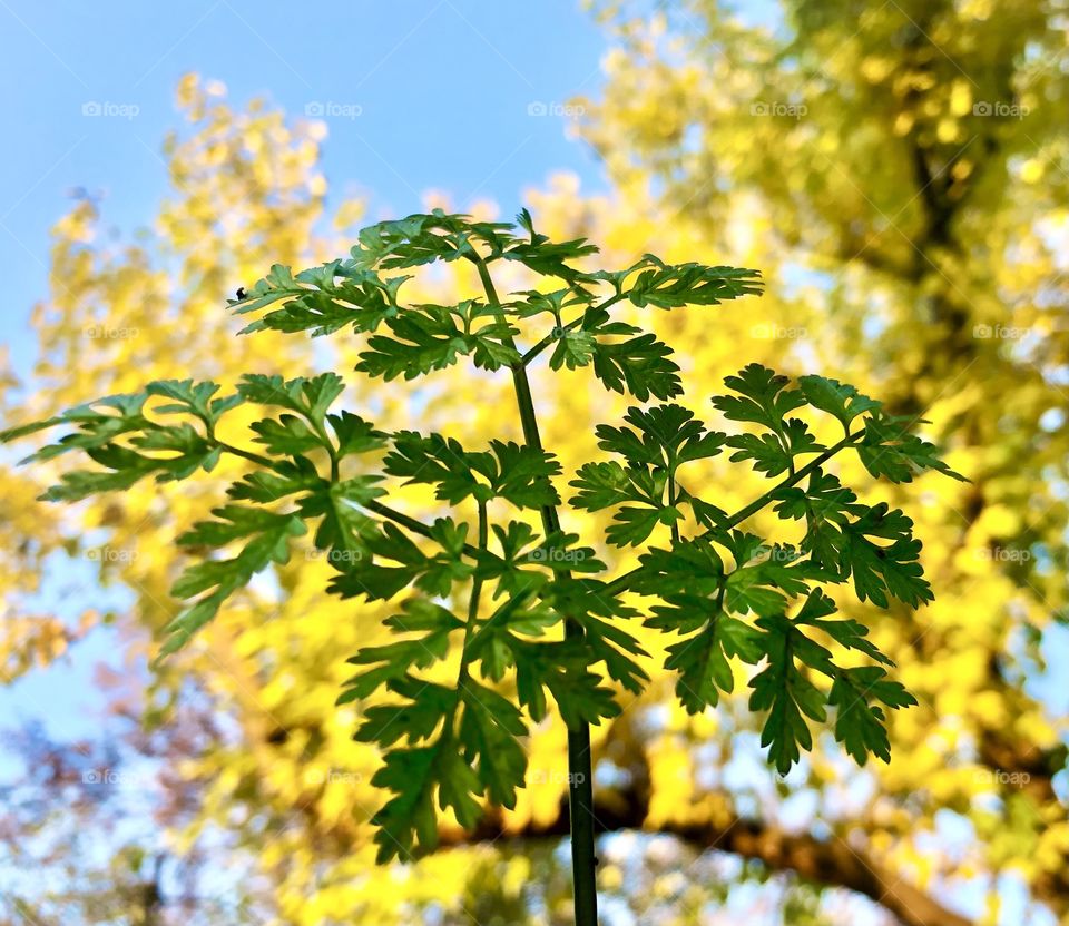 Wonders of autumn 😊
