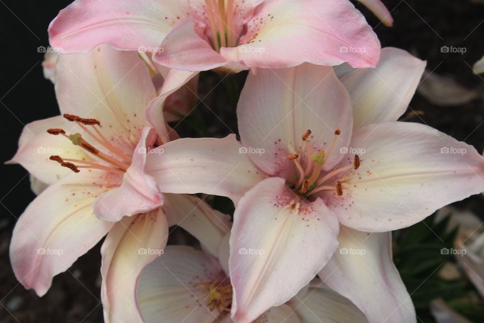 beautiful pink lilies are a delicate way to add a classic floral touch to any project! these are perfect for the job with bold flowers and pale yellow undertones. 