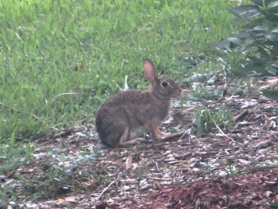 cottontail rabbit