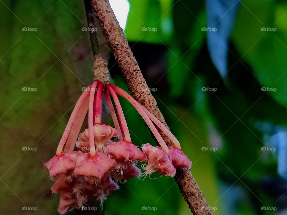 Close view of Hoya Caudata flower buds.
