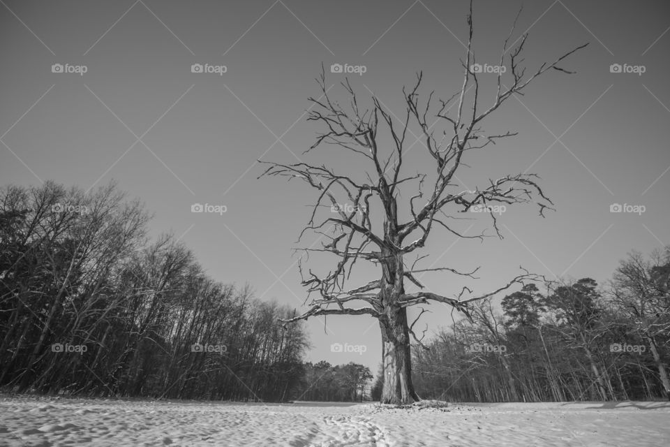 Old tree, b/w, Dąbrówka, Leszno, Poland