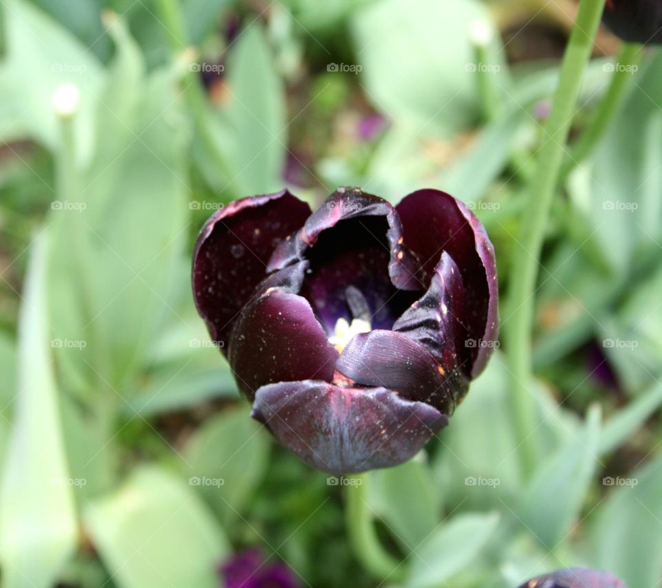 beautiful floral splendor