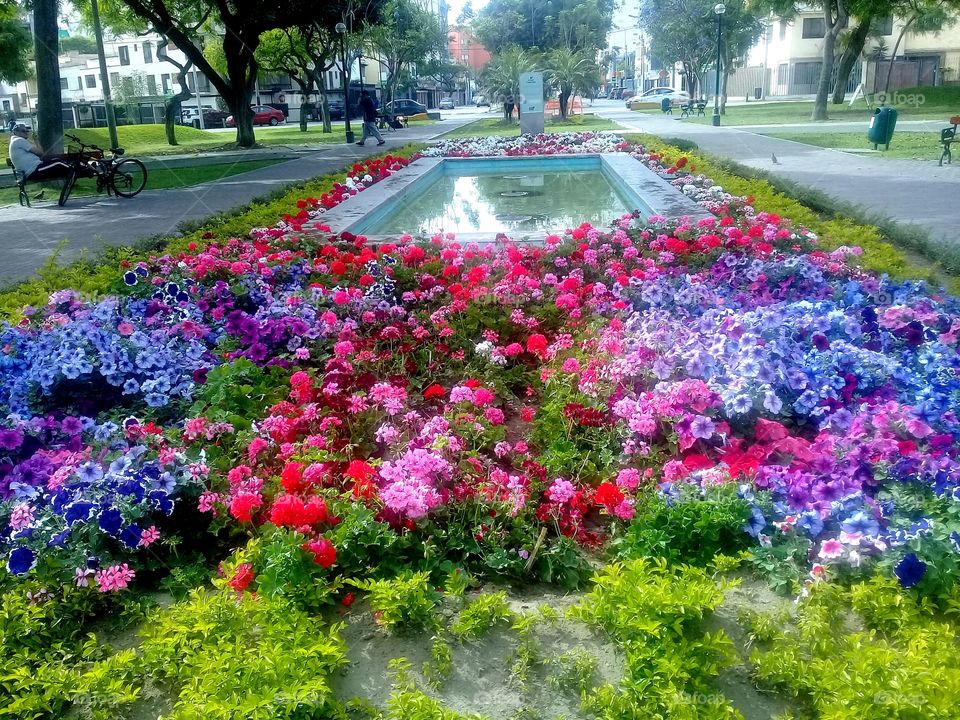 Flores y colores