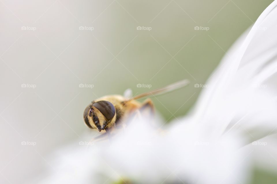 Bee On Flower Petals