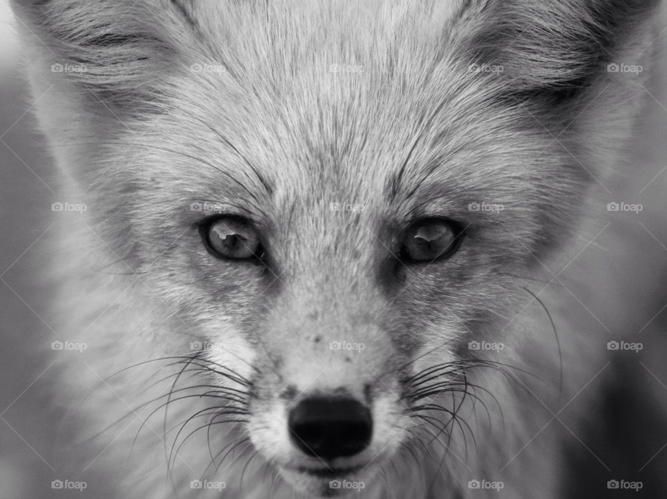 Extreme close-up of fox
