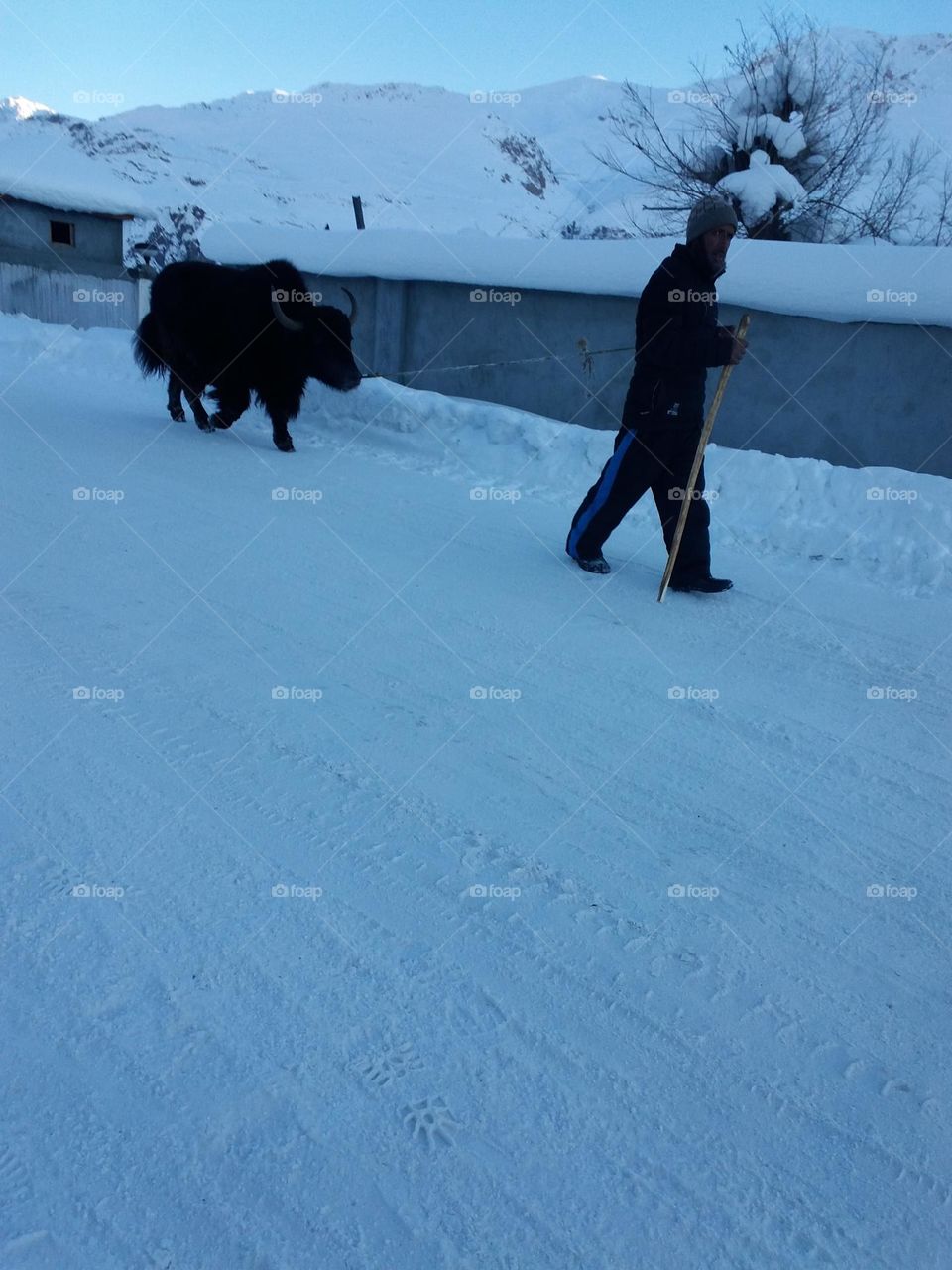 chilly morning a man holding a yak temperature -40 
Location Dras Ladakh India the second coldest place in world!!!!