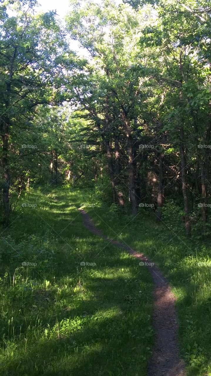 trail shade