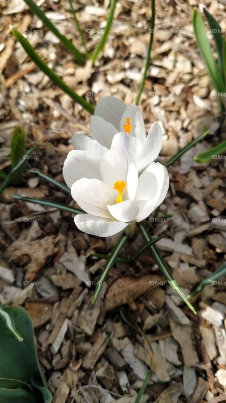 Crocus white