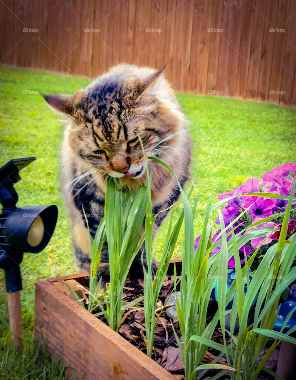 my cat caught eating the cat grass