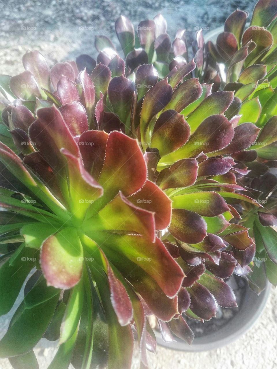 beautiful plant