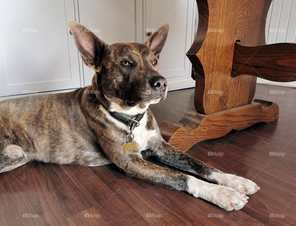 Cute dog relaxing under table indoor