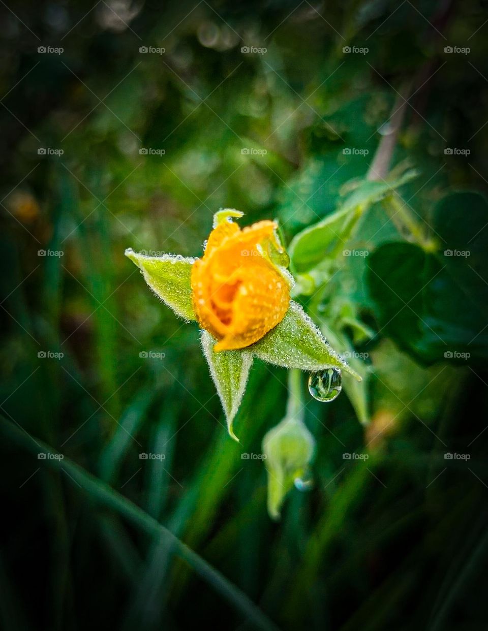 Weird flower's and natur lover
see the all pics 😊