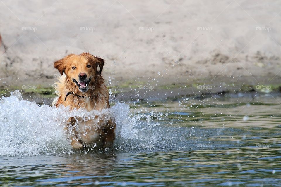 golden retriever jumping on water