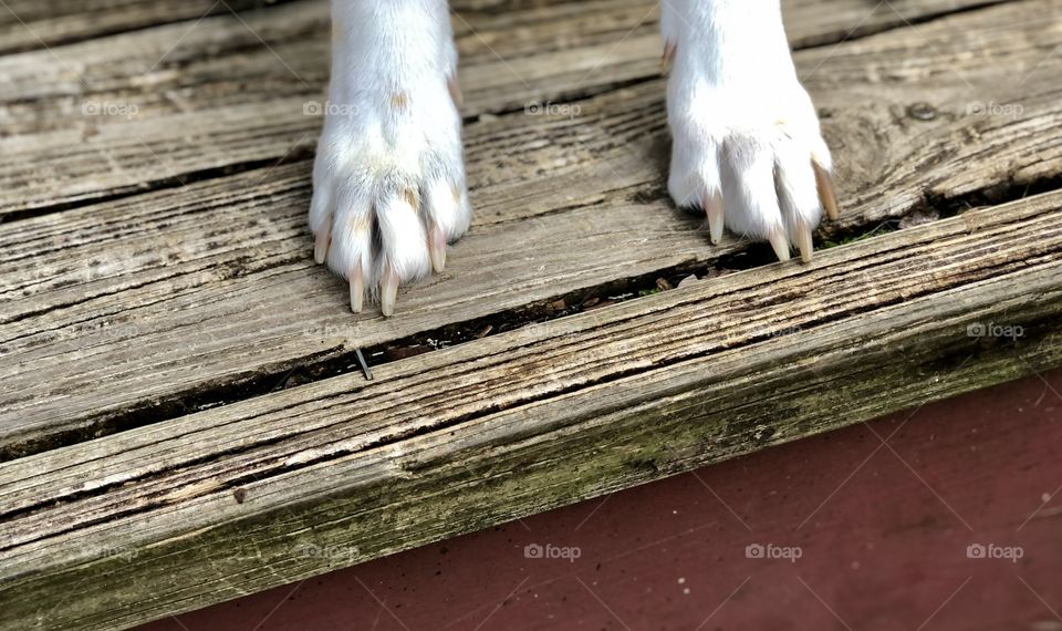 Closeup of dog’s front paws in need of nail trim