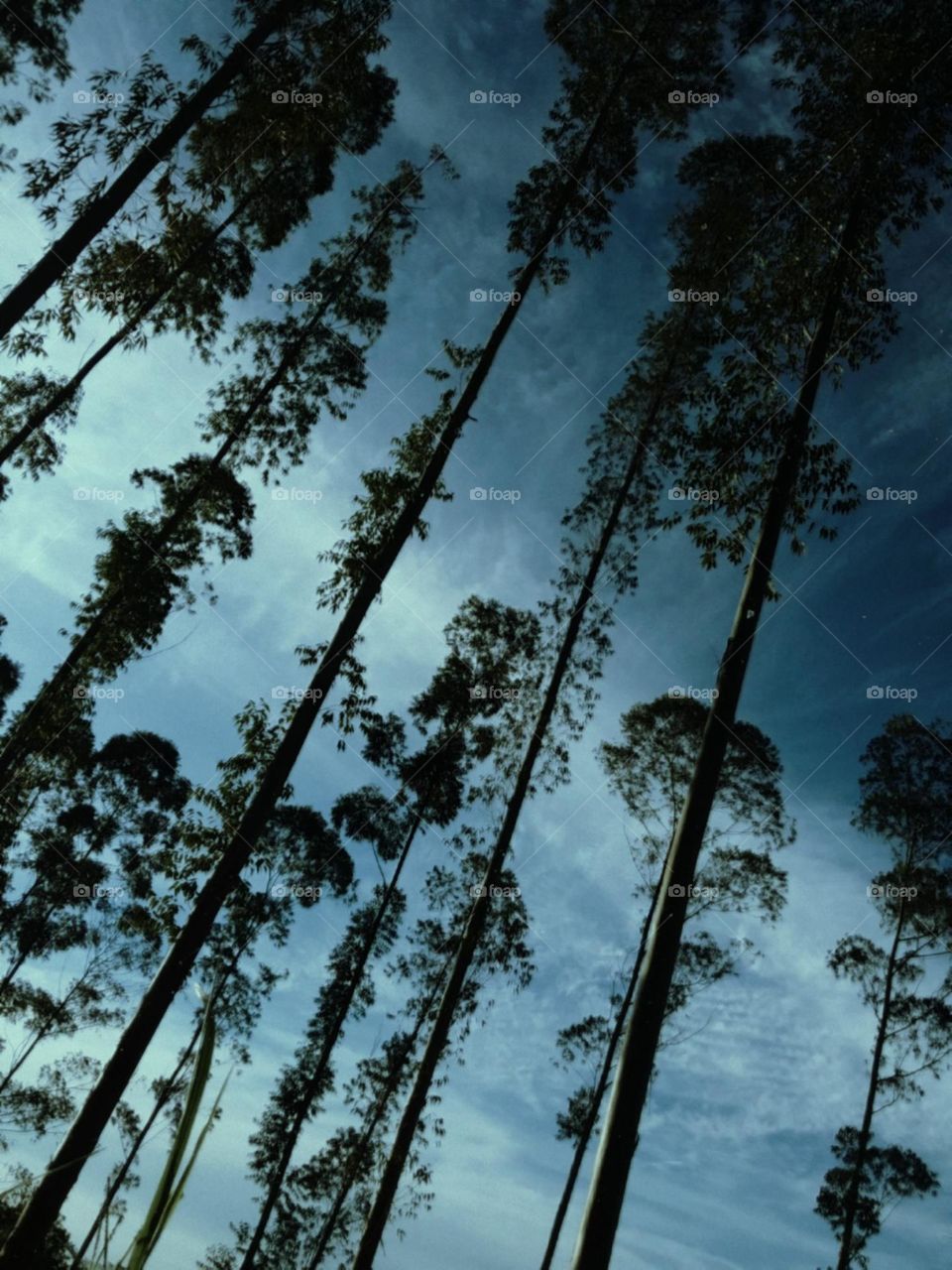 Plano de fundo perfeito de uma tarde de verão