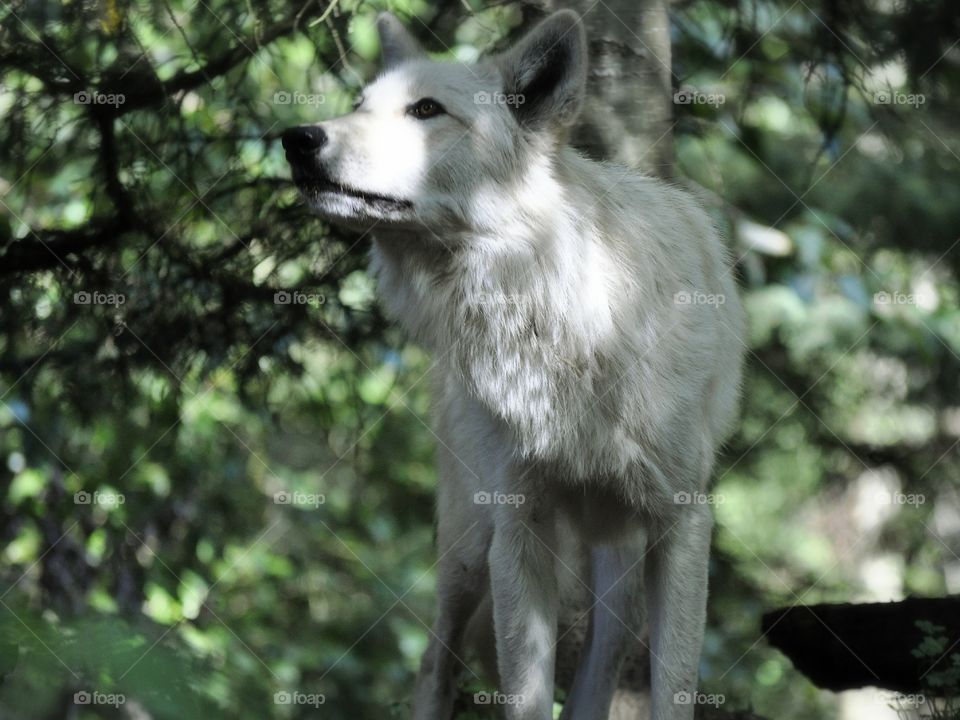 White Wolf