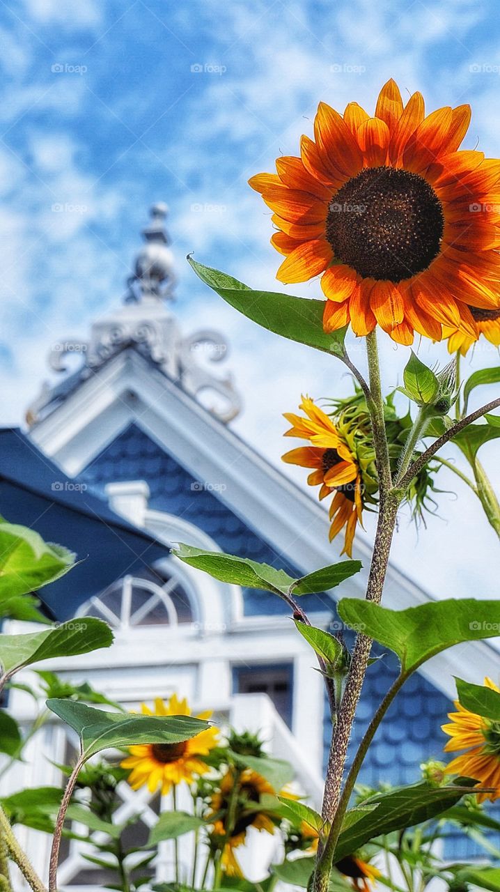 Sunflower Boucherville Québec 