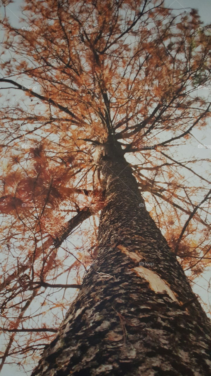 una escena desenfocada de un arbol que se figura de una manera muy atractiva!